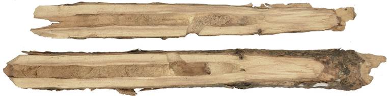 aac Kréta oleandr.JPG